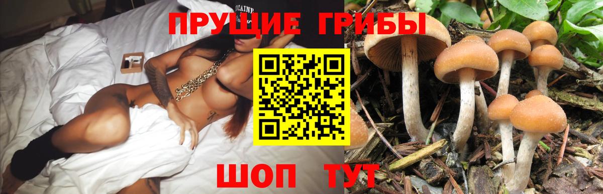 Псилоцибиновые грибы мицелий Сафоново